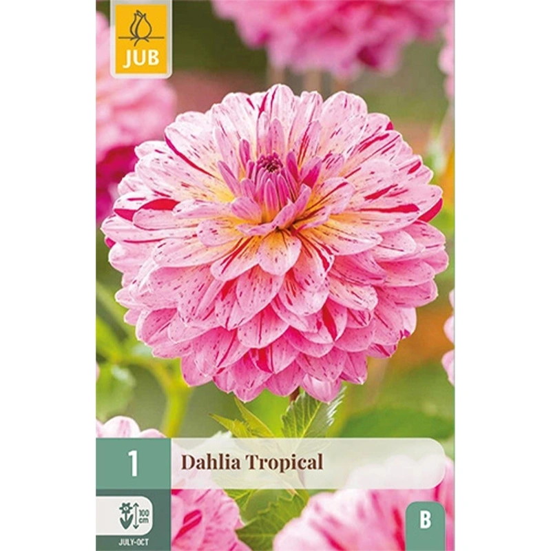 JUB Holland Dahlia Tropical - 1 st.