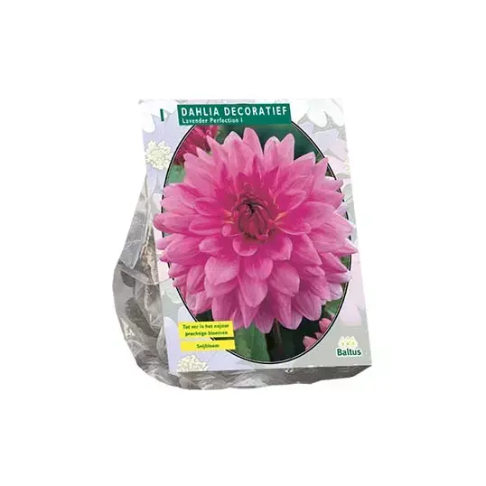 Baltus Dahlia Lavender Perfection - 1 st.