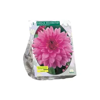 Baltus Dahlia Lavender Perfection - 1 st.