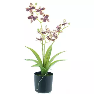 Nova Nature Dendrobium orchid in pot red/green 34 cm