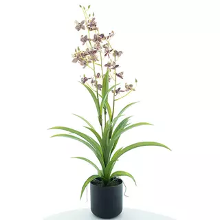 Nova Nature Dendrobium orchid in pot red/green 70 cm