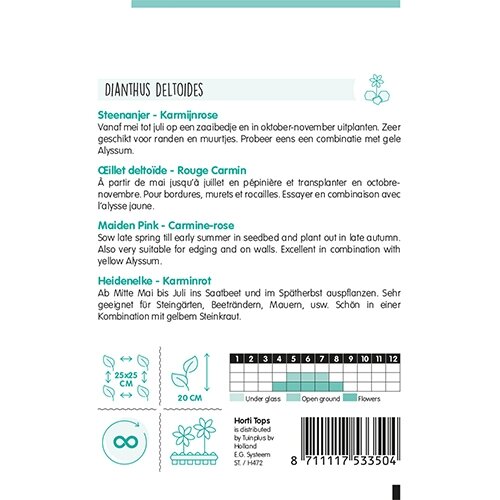Horti Tops Dianthus, Steenanjer Karmijnrose - afbeelding 2
