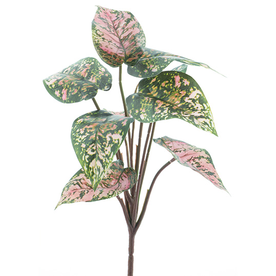 Dieffenbachia plant green/pink 32 cm