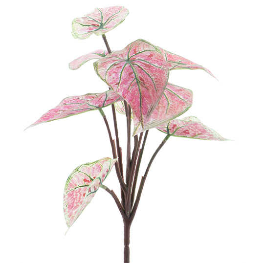 Dieffenbachia plant pink 32 cm
