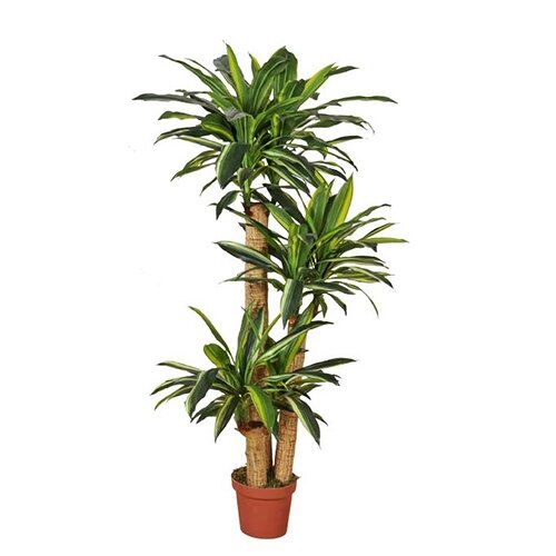 Kunst Dracaena Fragrans - 155 cm