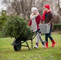 Echte kerstbomen