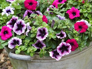 Eenjarige planten