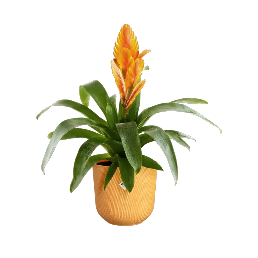 Elho Pot Jazz Ø16 cm - Geel - afbeelding 2