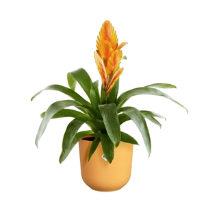Elho Pot Jazz Ø16 cm - Geel - afbeelding 2