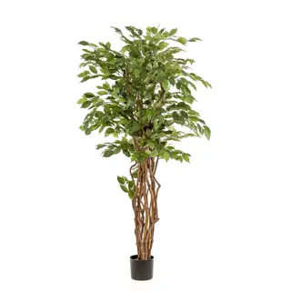 Ficus liana 170cm