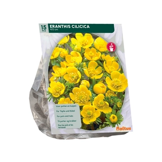 Eranthis Cilicica 15 st.