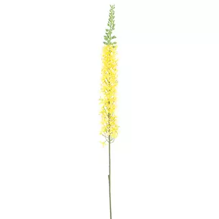 Eremurus spray yellow 110 cm