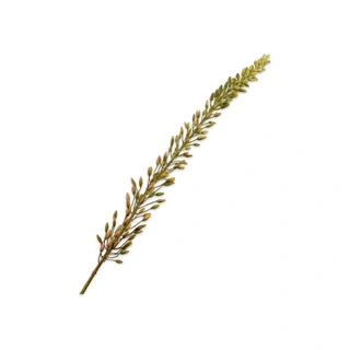Kunsttak Eremurus Steel Bruin - 118 cm