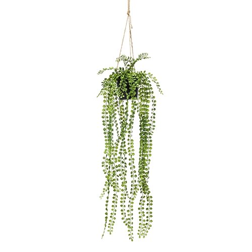 Emerald Ficus pumila hanging bush 60cm in pot