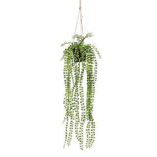 Emerald Ficus pumila hanging bush 60cm in pot