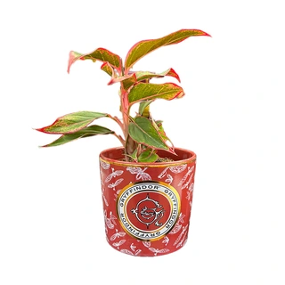 Harry Potter Bloempot Gryffindor - Ø12x11,2 cm - afbeelding 2