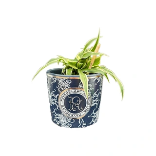 Harry Potter Bloempot Ravenclaw - Ø8,5x7,5 cm - afbeelding 2