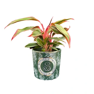 Harry Potter Bloempot Slytherin - Ø12x11,2 cm - afbeelding 2