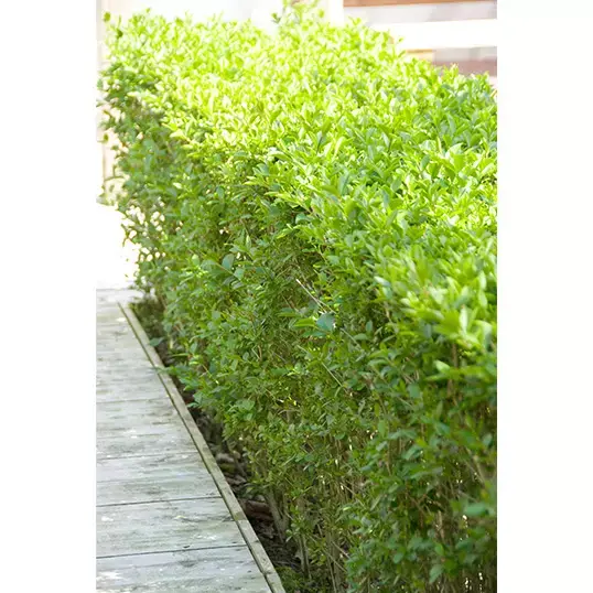 Gewone ligusterhaag 80 cm - afbeelding 2