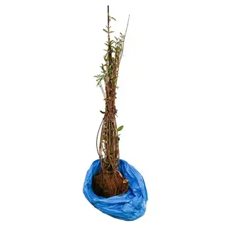 Gewone ligusterhaag 80 cm