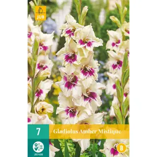 JUB Holland Gladiolus Amber Mystique - 7 st. | Tuincentrum De Boet