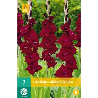 JUB Holland Gladiolus Black Surprise - 7 st. | Tuincentrum De Boet