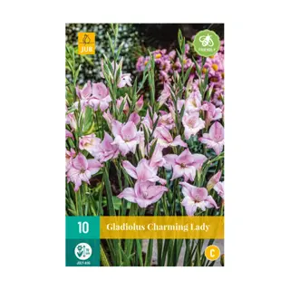 JUB Gladiolus Charming Lady - 10 st. | Tuincentrum De Boet