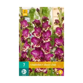 JUB Gladiolus Colour Club - 7 st. | Tuincentrum De Boet