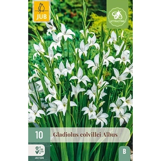 JUB Holland Gladiolus Colvillei Albus - 10 st | De Boet