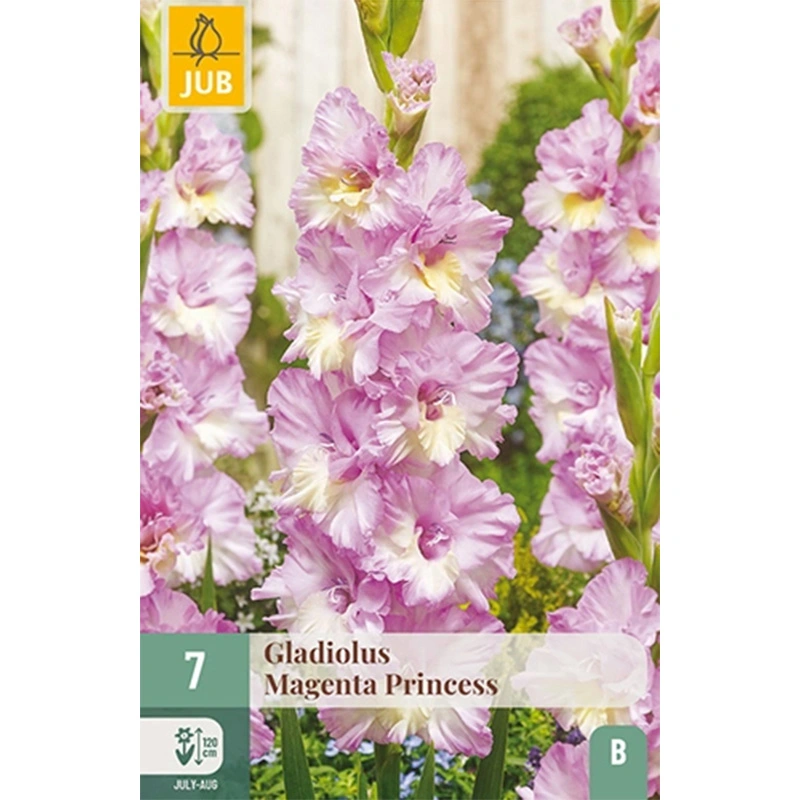 JUB Holland Gladiolus Magenta Princess - 7 st.