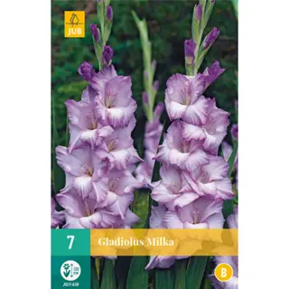 JUB Holland Gladiolus Milka - 7 st. | Tuincentrum De Boet