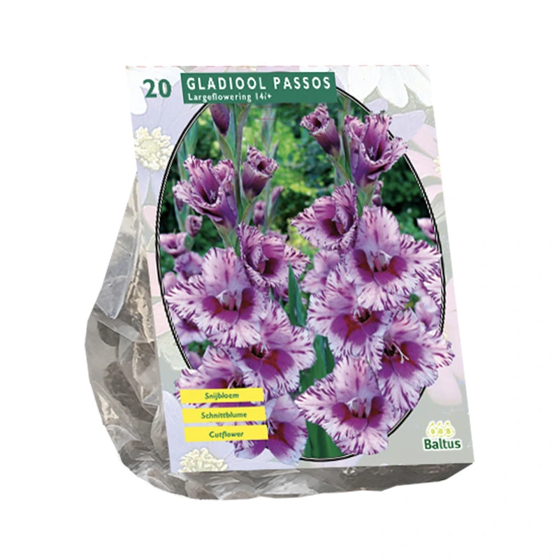 Baltus Gladiolus Passos - 20 st.
