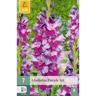 JUB Holland Gladiolus Purple Art - 7 st. | De Boet