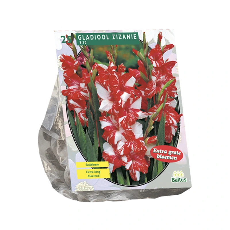 Baltus Gladiolus Zizanie - 25 st.