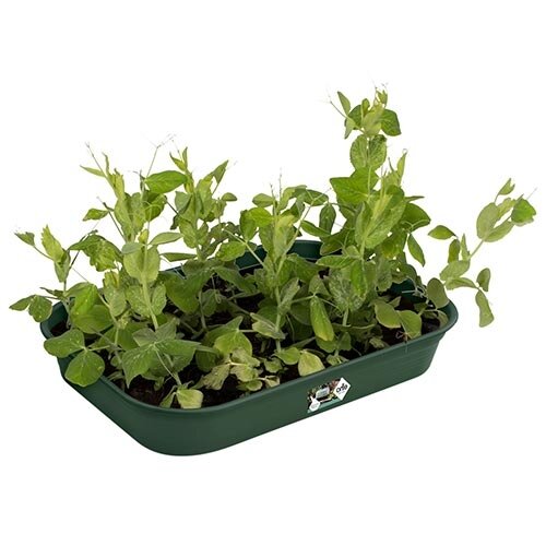 Elho Green Basics Kweektray M - Groen - afbeelding 2