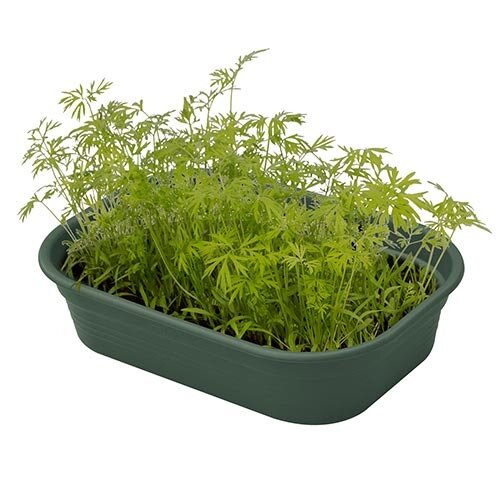 Elho Green Basics Kweektray S - Groen - afbeelding 2