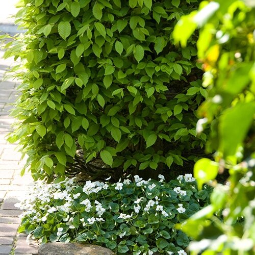 Haagbeuk 50-80 cm - afbeelding 3