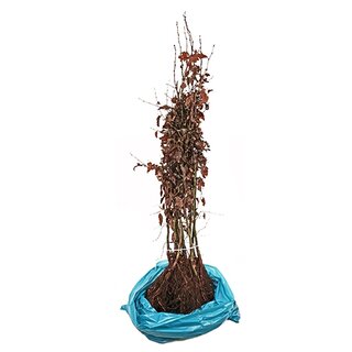 Haagbeuk 50-80 cm - afbeelding 3