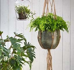 Hangplanten