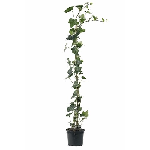 Hedera stok 150/175 cm - afbeelding 1