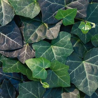 Hedera stok 60-80 cm - afbeelding 2