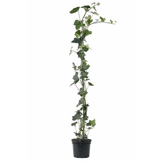 Hedera stok 60-80 cm - afbeelding 1