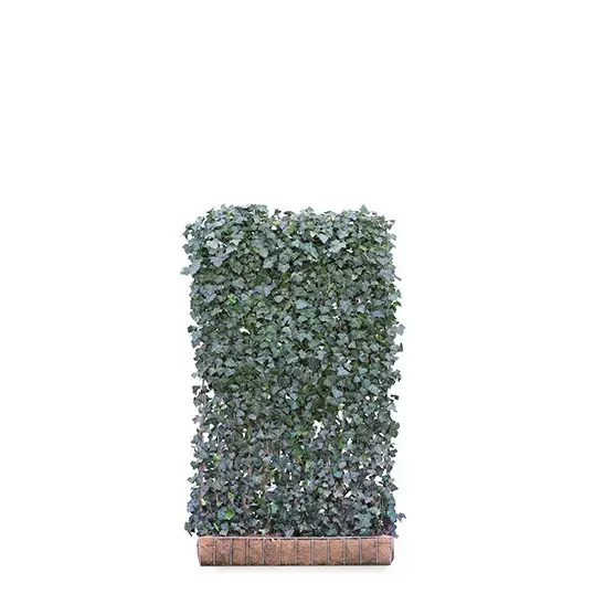 Hedera 'Woerner' scherm 120x200 cm