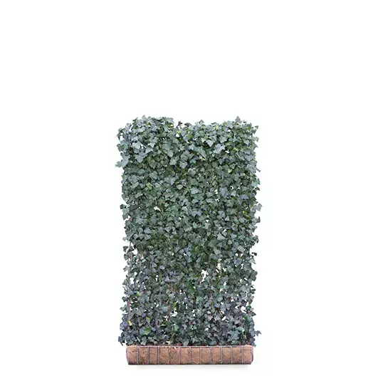 Hedera 'Woerner' scherm 120x220 cm