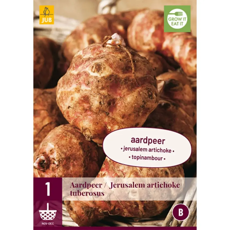 JUB Holland Helianthus Tuberosus / Aardpeer - 1 st.