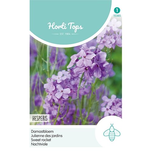 Horti Tops Hesperis, Damastbloem Violet - afbeelding 1