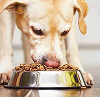 Honden