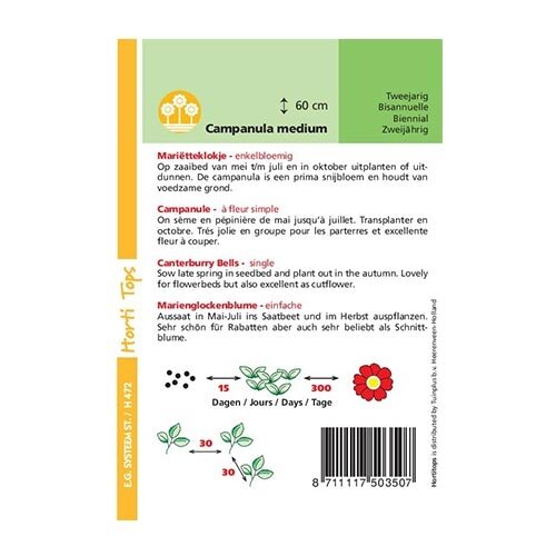 Horti Tops Campanula Medium Enkelbloemig - afbeelding 2