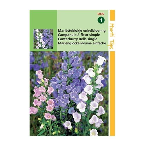 Horti Tops Campanula Medium Enkelbloemig - afbeelding 1