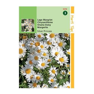 Horti Tops Chrysanthemum Max.Nanum Silver Princess - afbeelding 1